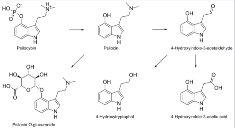 File:Psilocybin Metabolism.png