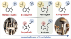 Psilocybin mushroom alkaloids.png