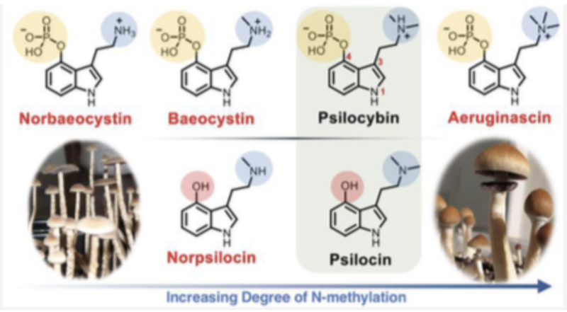 File:Psilocybin mushroom alkaloids.png