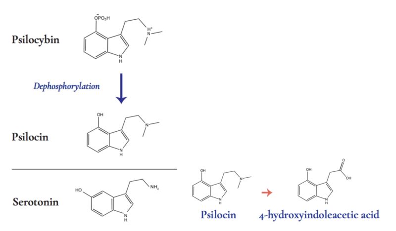 File:Dephosphorylation of Psilocybin.png